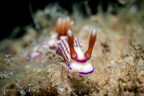 Image of Hypselodoris whitei