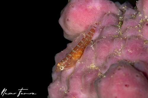 Image of Cochleoceps orientalis