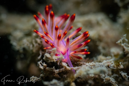 Image of Flabellina aurora