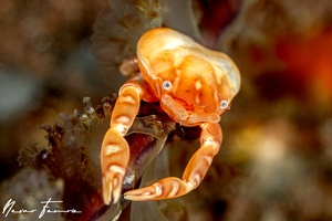 Image of Porcellanella haigae