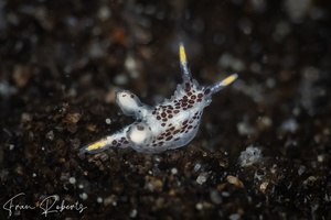 Image of Murphydoris polkadotsa