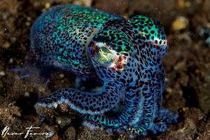 Image of Euprymna berryi