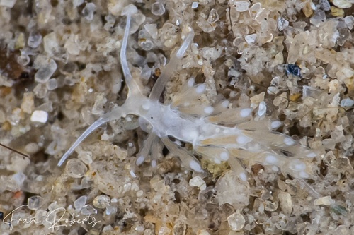 Image of Tenellia sp. 65