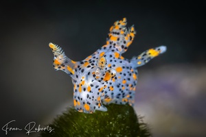 Image of Thecacera pennigera