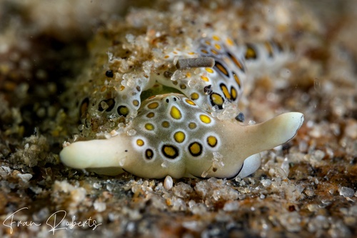 Image of Plakobranchus ocellatus