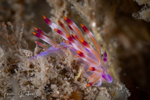 Image of Flabellina pannae