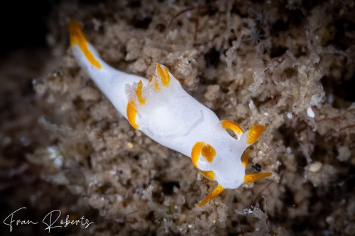 Image of Trapania aurata