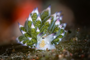 Image of Costasiella kuroshimae