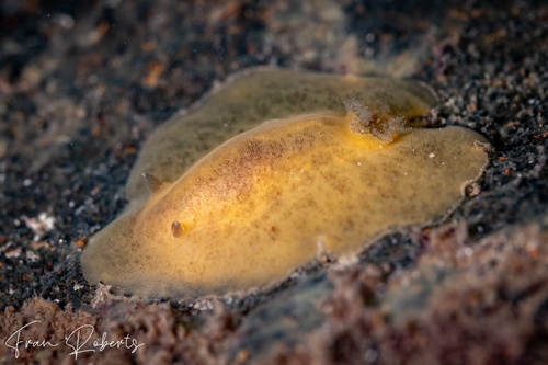 Image of Discodoris sp. 1