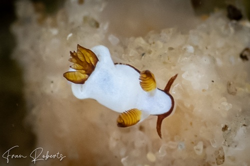 Image of Trapania undulata