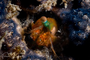 Image of Odontodactylus scyllarus