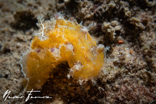 Image of Plocamopherus pecoso