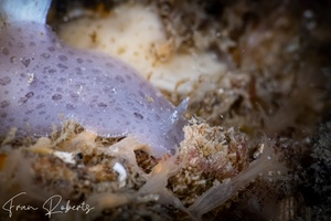 Image of Discodoris lilacina