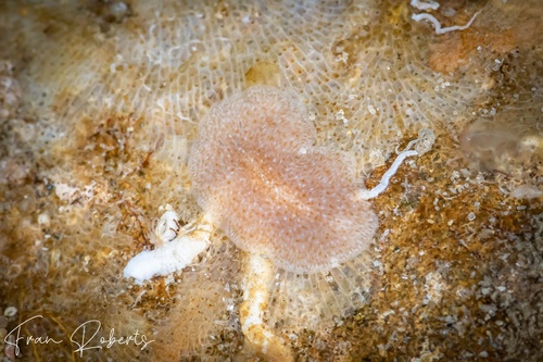 Image of Imogine sp. 1