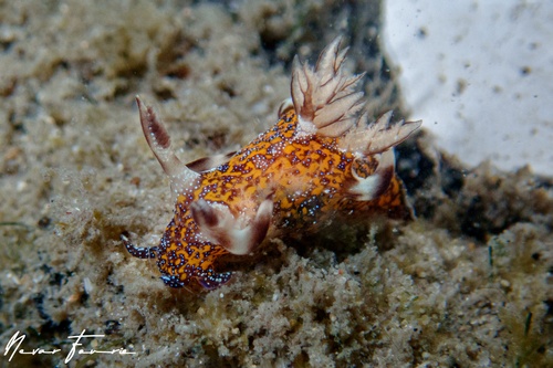 Image of Trapania miltabrancha