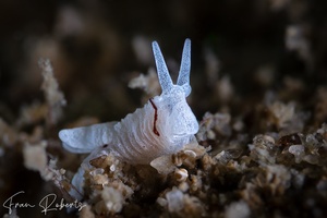 Image of Murphydoris cobbi