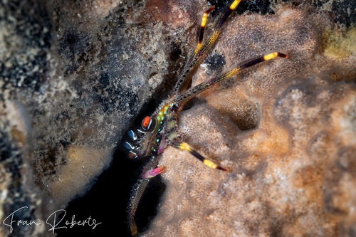 Image of Percnon planissimum