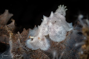 Image of Goniobranchus sp. 3