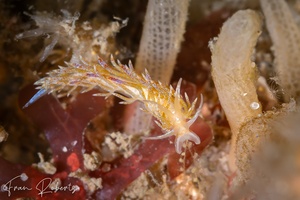 Image of Tularia bractea