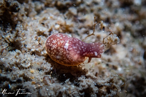 Image of Haminoebulla sp. 1