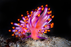 Image of Trinchesia sibogae var A