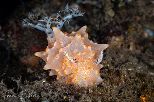 Image of Halgerda batangas