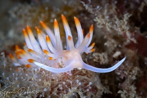 Image of Samla bicolor