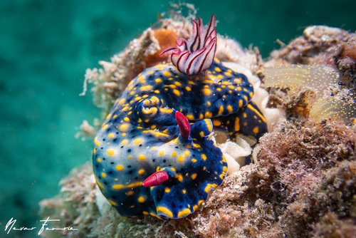 Image of Hypselodoris obscura