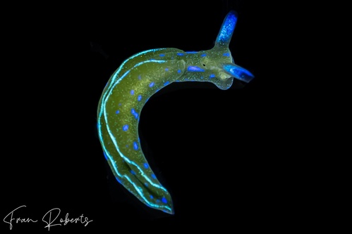 Image of Elysia sp. 1