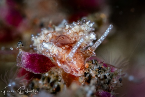 Image of Kabeiro rubroreticulata