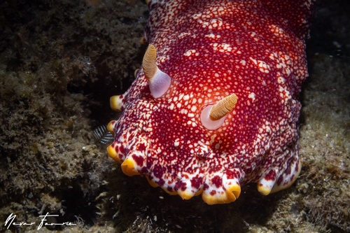 Image of Goniobranchus sp. 1