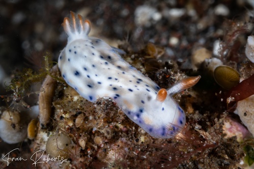 Image of Hypselodoris sagamiensis
