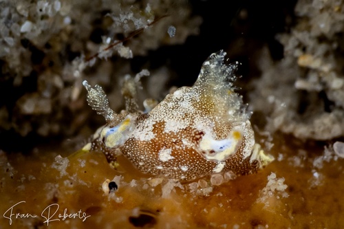 Image of Trapania palmula