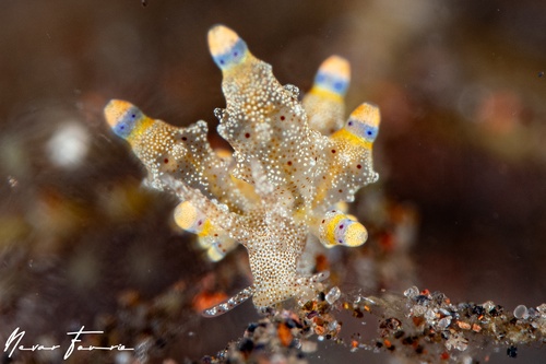 Image of Eubranchus rubropunctatus