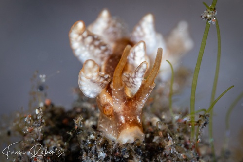 Image of Kabeiro sp. 1