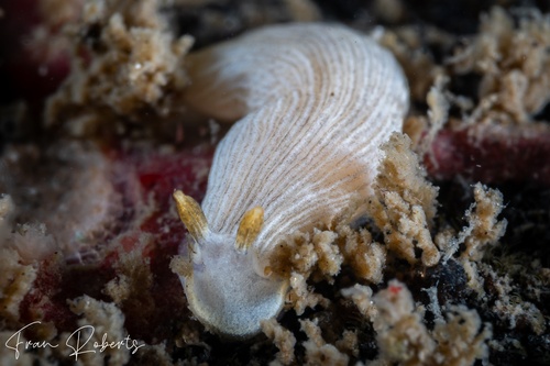 Image of Dermatobranchus sp. 3