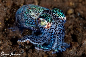 Image of Euprymna berryi