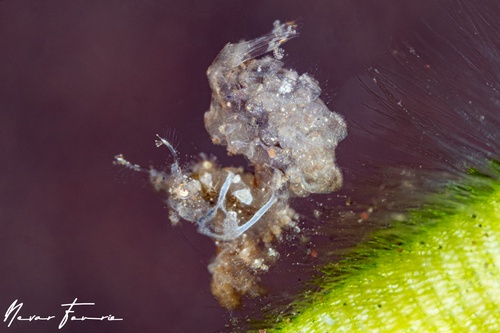 Image of Phycocaris sp. 1