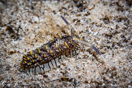 Image of Cerberilla ambonensis