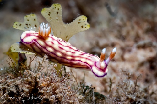 Image of Hypselodoris whitei