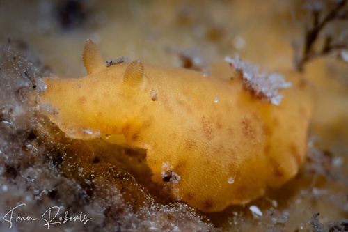 Image of Discodoris sp. 1