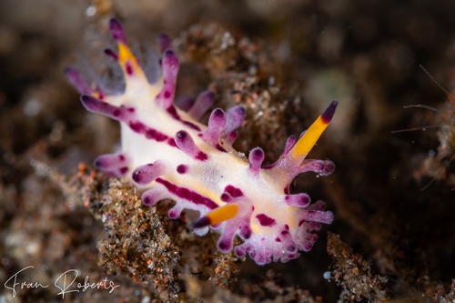 Image of Aegires villosus