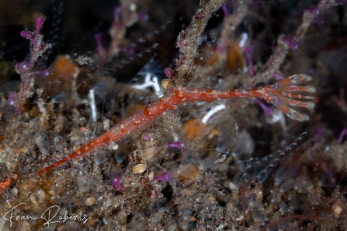 Image of Tozeuma lanceolatum