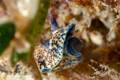 Image of Hypselodoris obscura