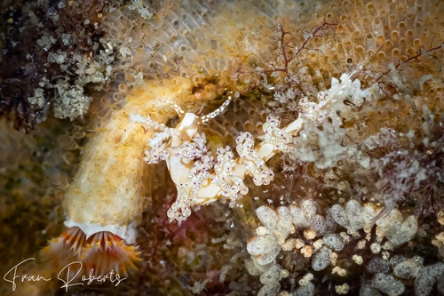 Image of Favorinus sp. 1