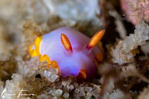 Image of Thorunna sp. 3