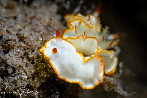 Image of Diversidoris aurantionodulosa