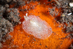 Image of Cycloporus sp. 2