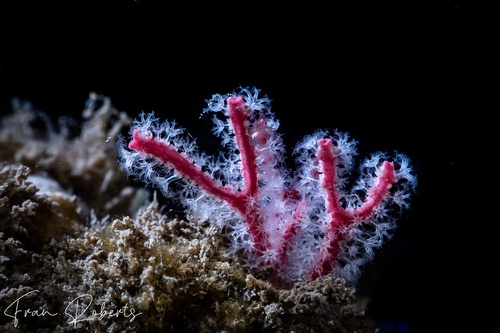 Image of Soft Corals Various
