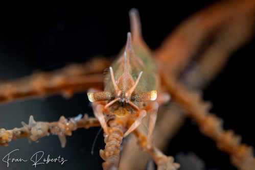 Image of Miropandalus hardingi